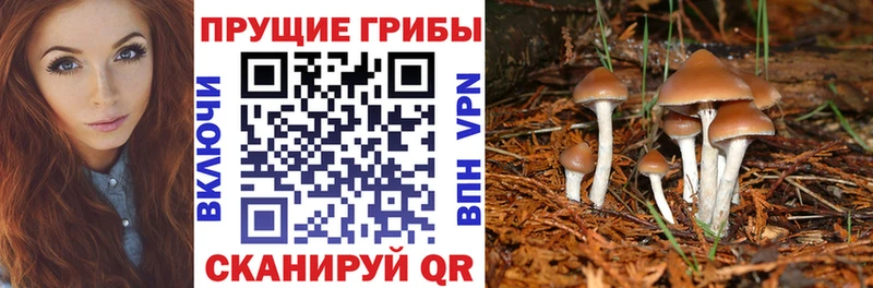 Псилоцибиновые грибы мицелий Дубовка